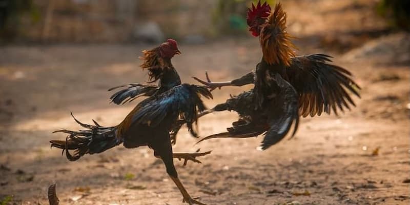 Bongvip - Đỉnh cao giải trí của cá cược đá gà trực tuyến