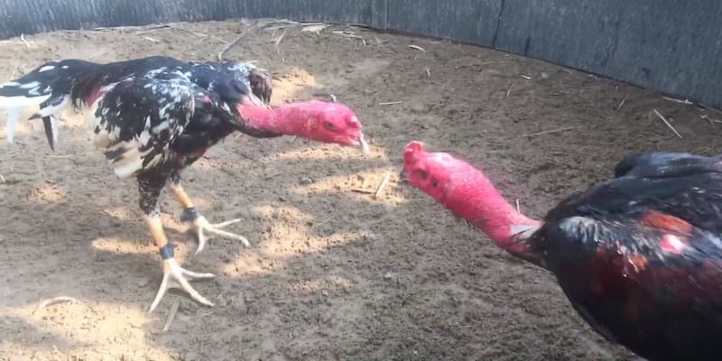 Đá Gà Nòi Bongvip